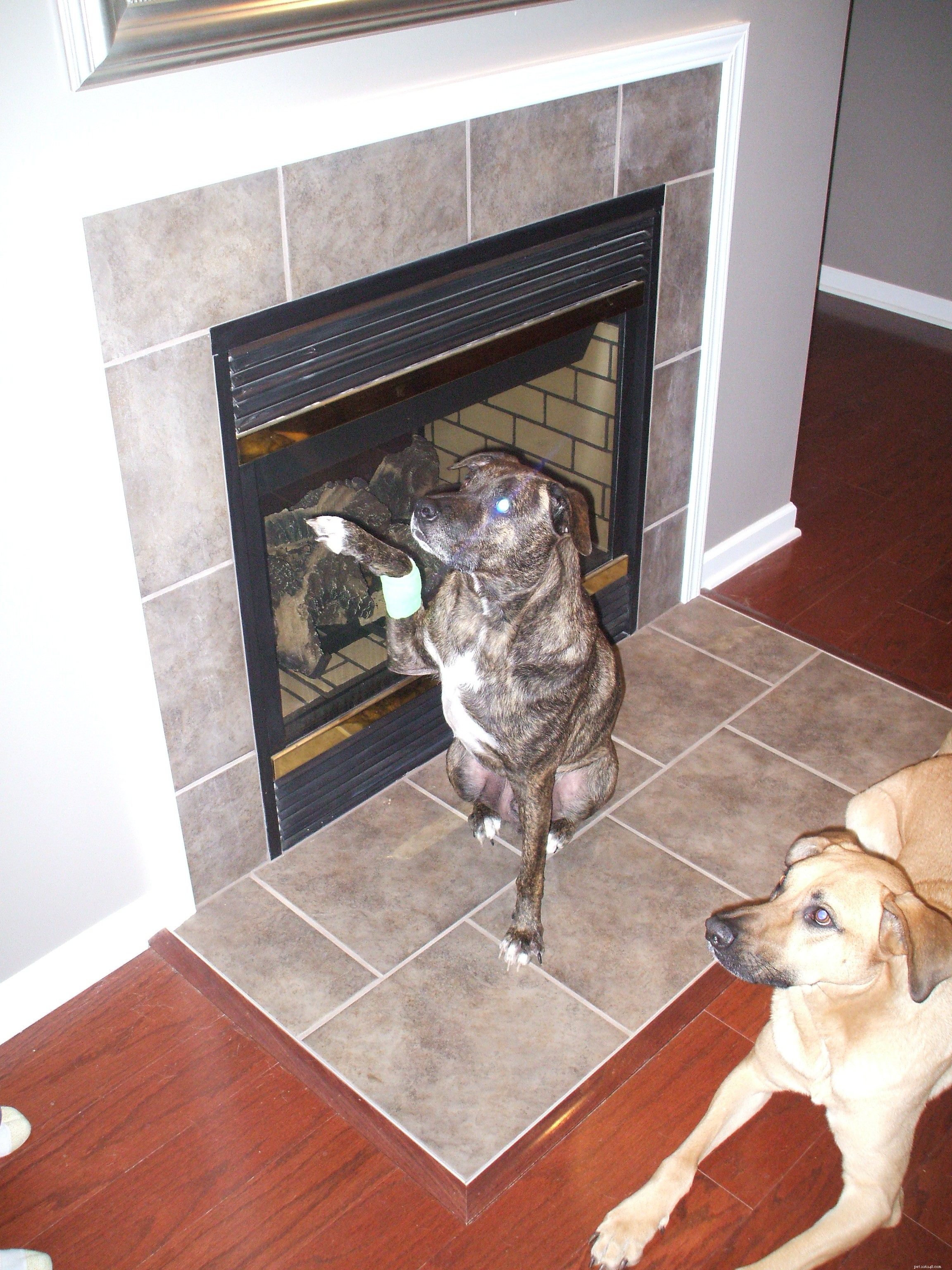 Teach Your Dog the ‘Wave Hi’ Trick with Clicker Training
