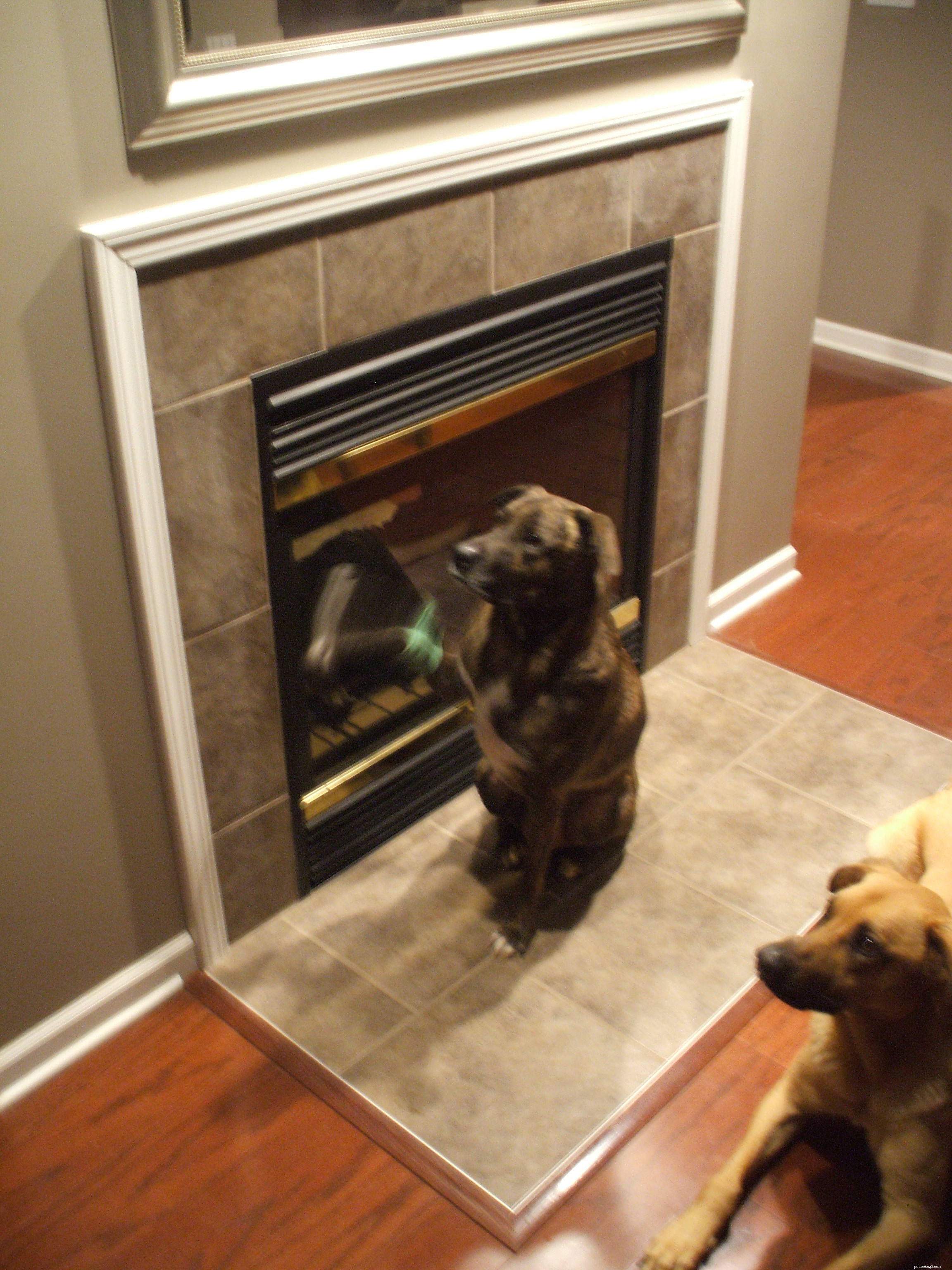 Teach Your Dog the ‘Wave Hi’ Trick with Clicker Training