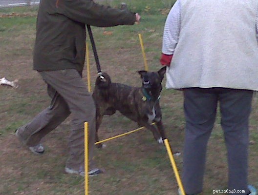 Two-Day Clicker Training & Agility: Lucas Meets His First Horse