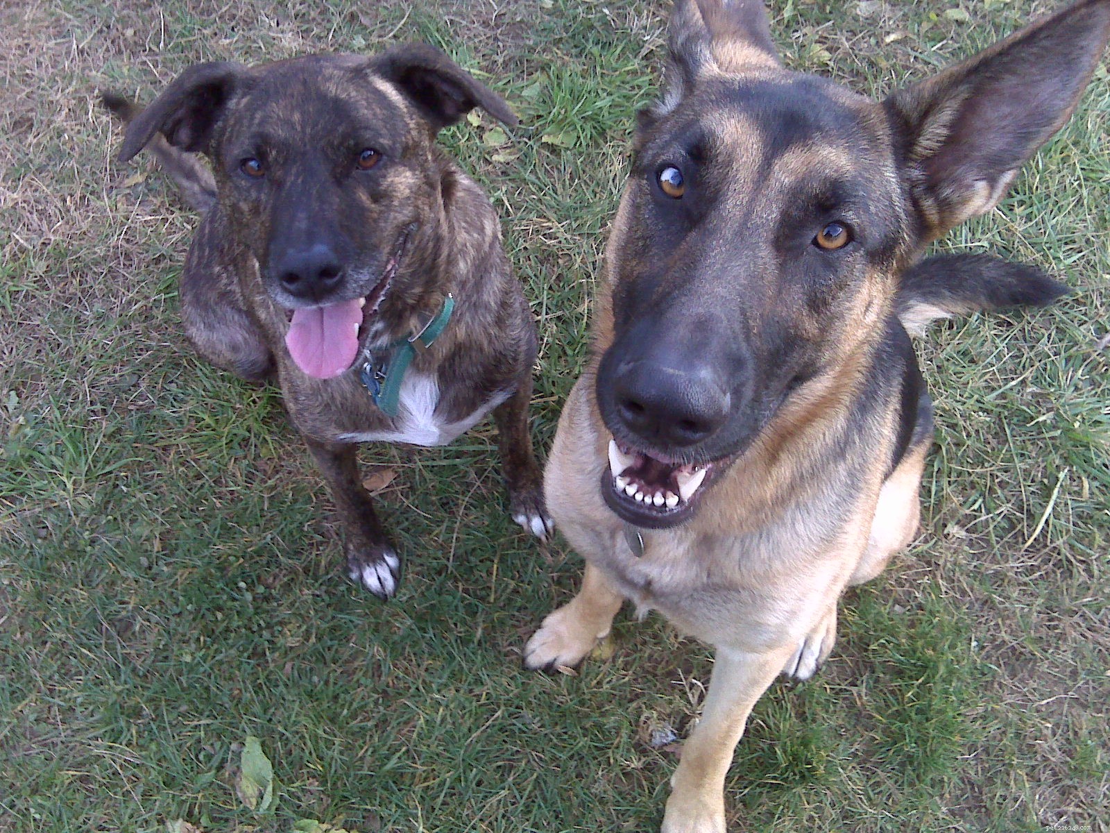 Two-Day Clicker Training & Agility: Lucas Meets His First Horse