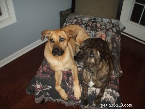 Mastering the AKC Canine Good Citizen Test: A Step-by-Step Prep Guide