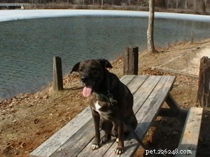 Exploring Animal-Assisted Therapy, Dog Hiking Adventures, and New Training Milestones