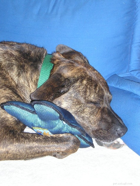 Understanding Dog Separation Anxiety: Causes, Symptoms, and Solutions
