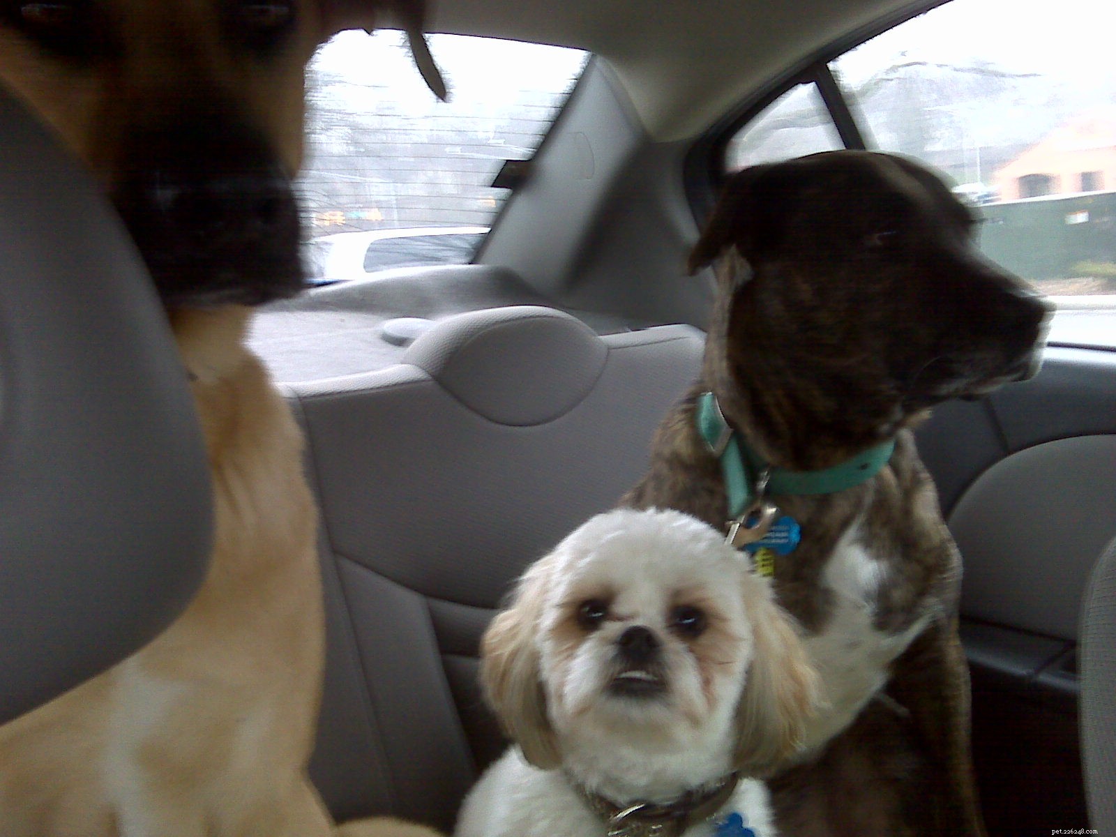 When to Say Goodbye to Dogsitting: Finding the Right Motivation