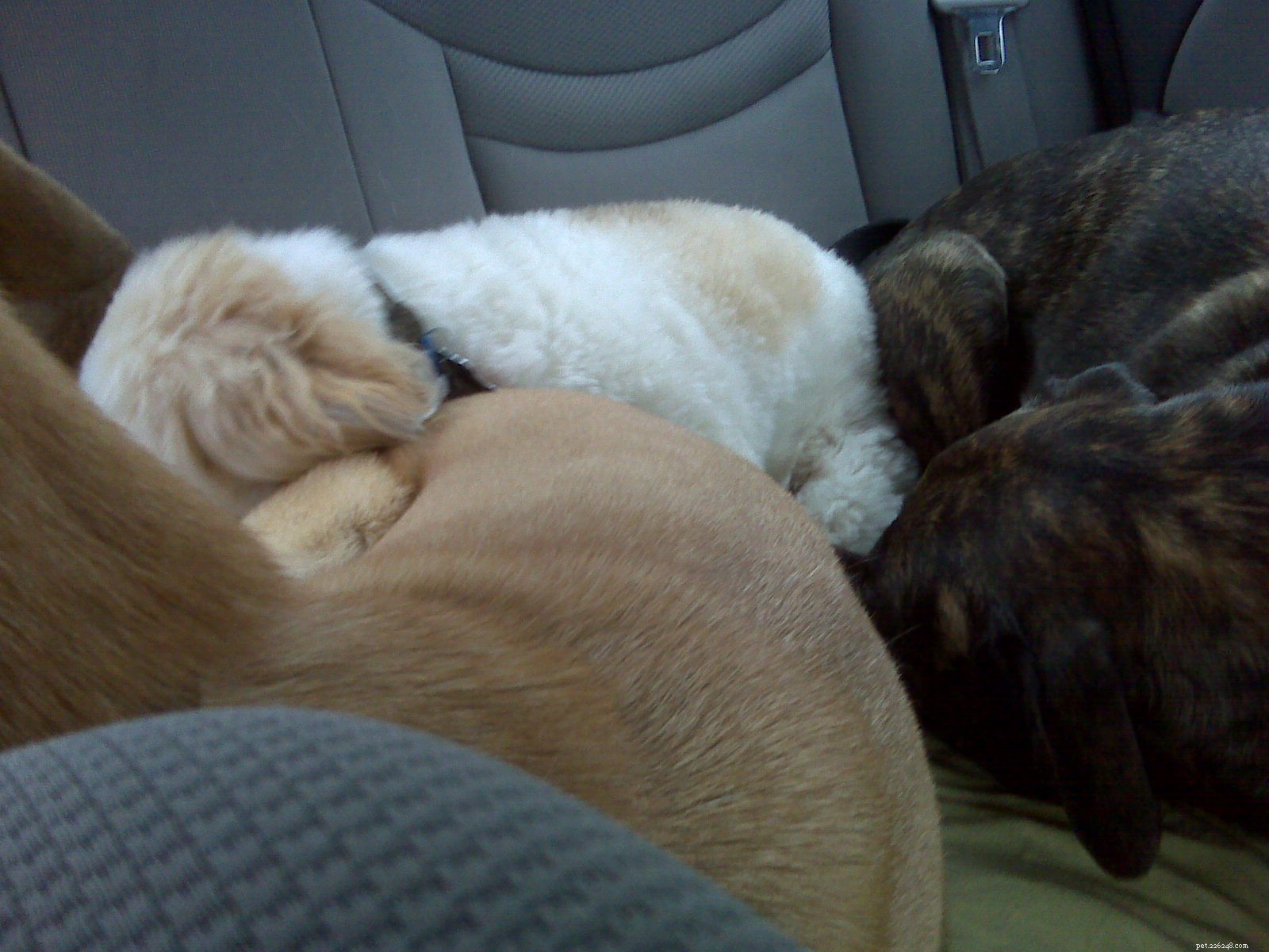 When to Say Goodbye to Dogsitting: Finding the Right Motivation
