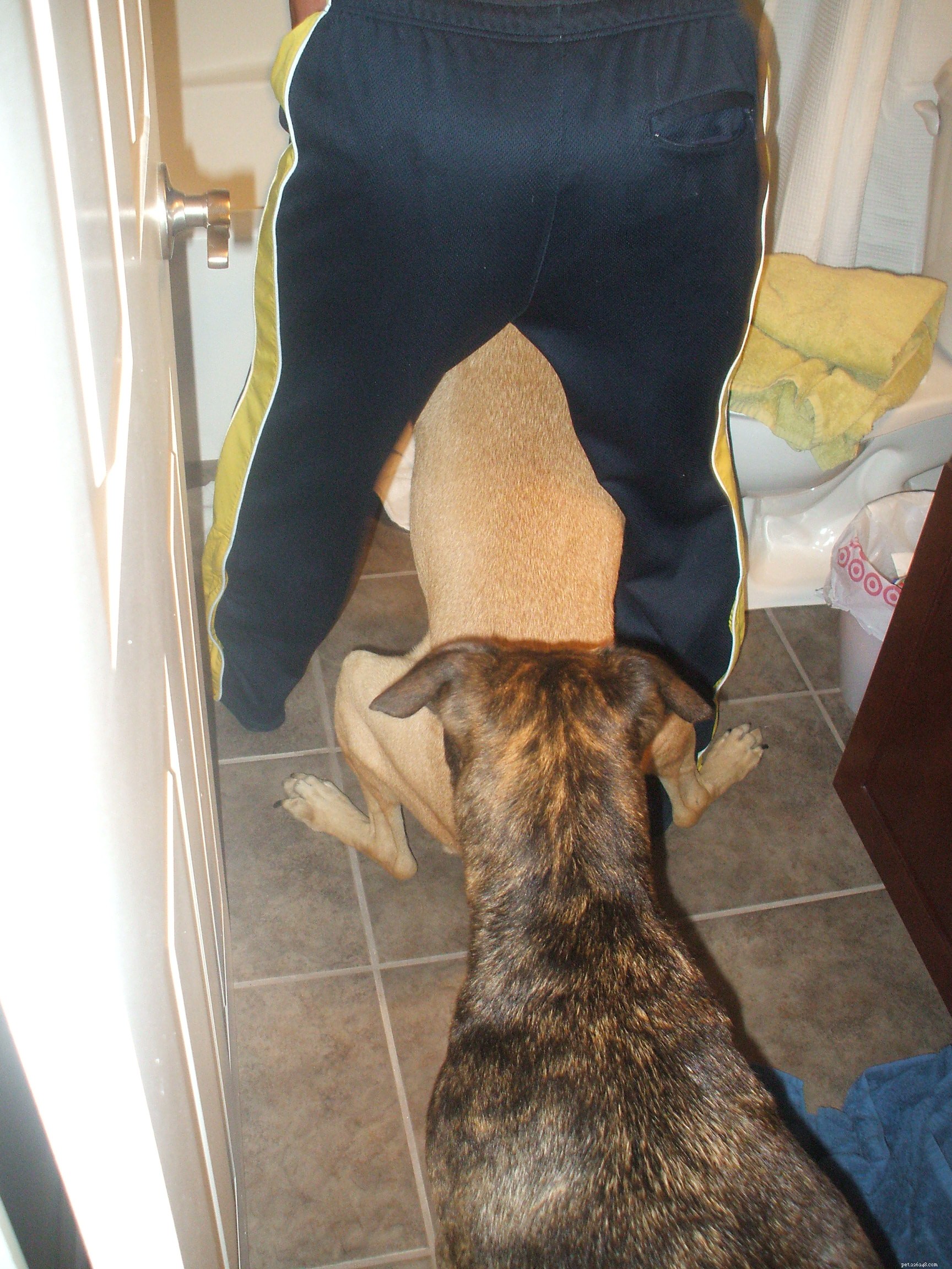When to Say Goodbye to Dogsitting: Finding the Right Motivation