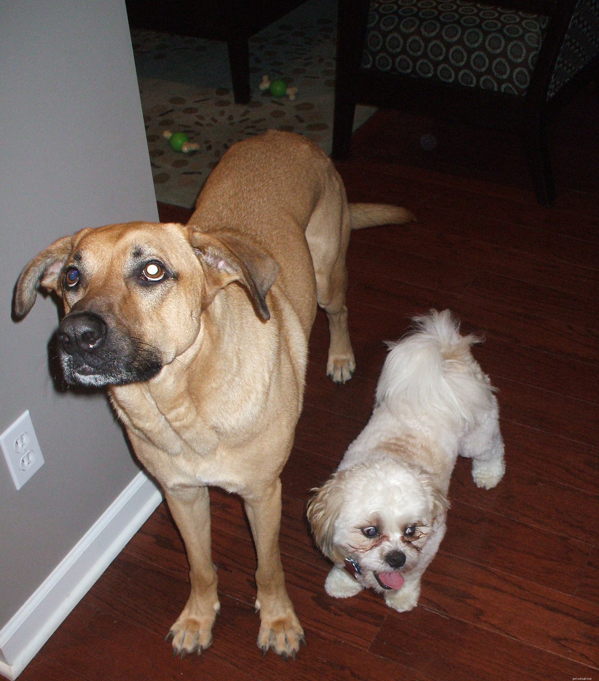 Caring for Otto: A Week of Dogsitting Adventures