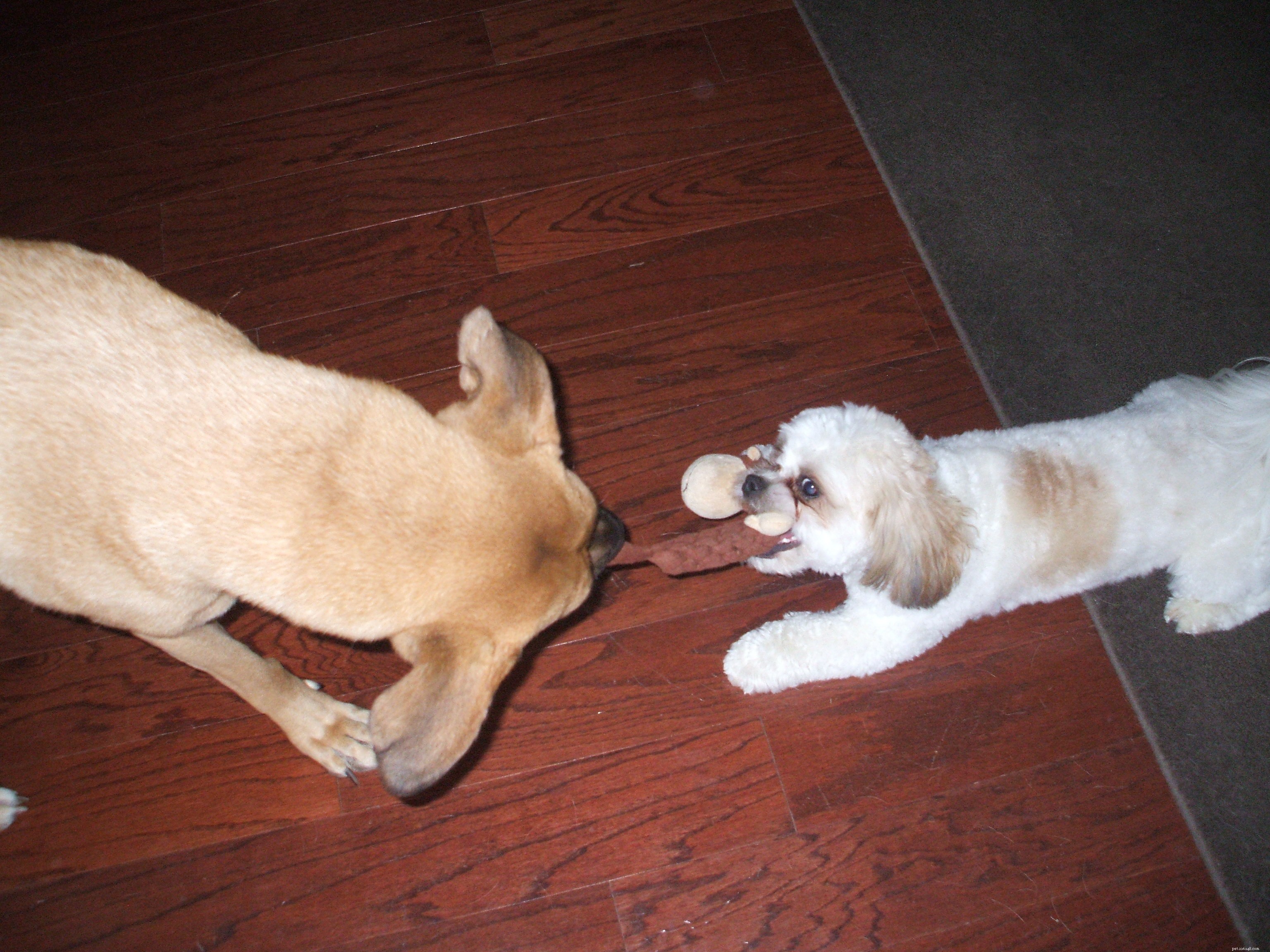 Caring for Otto: A Week of Dogsitting Adventures