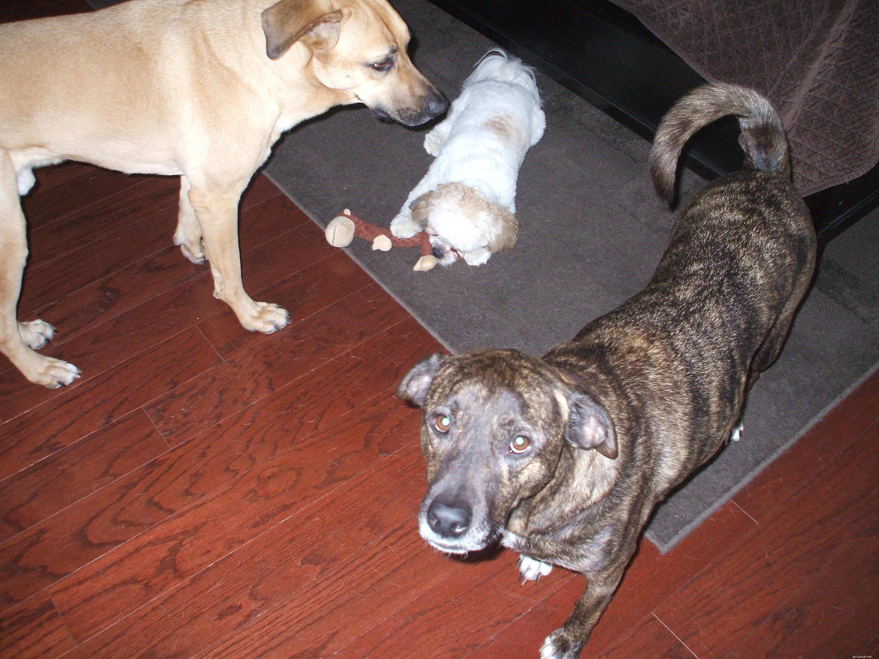 Caring for Otto: A Week of Dogsitting Adventures
