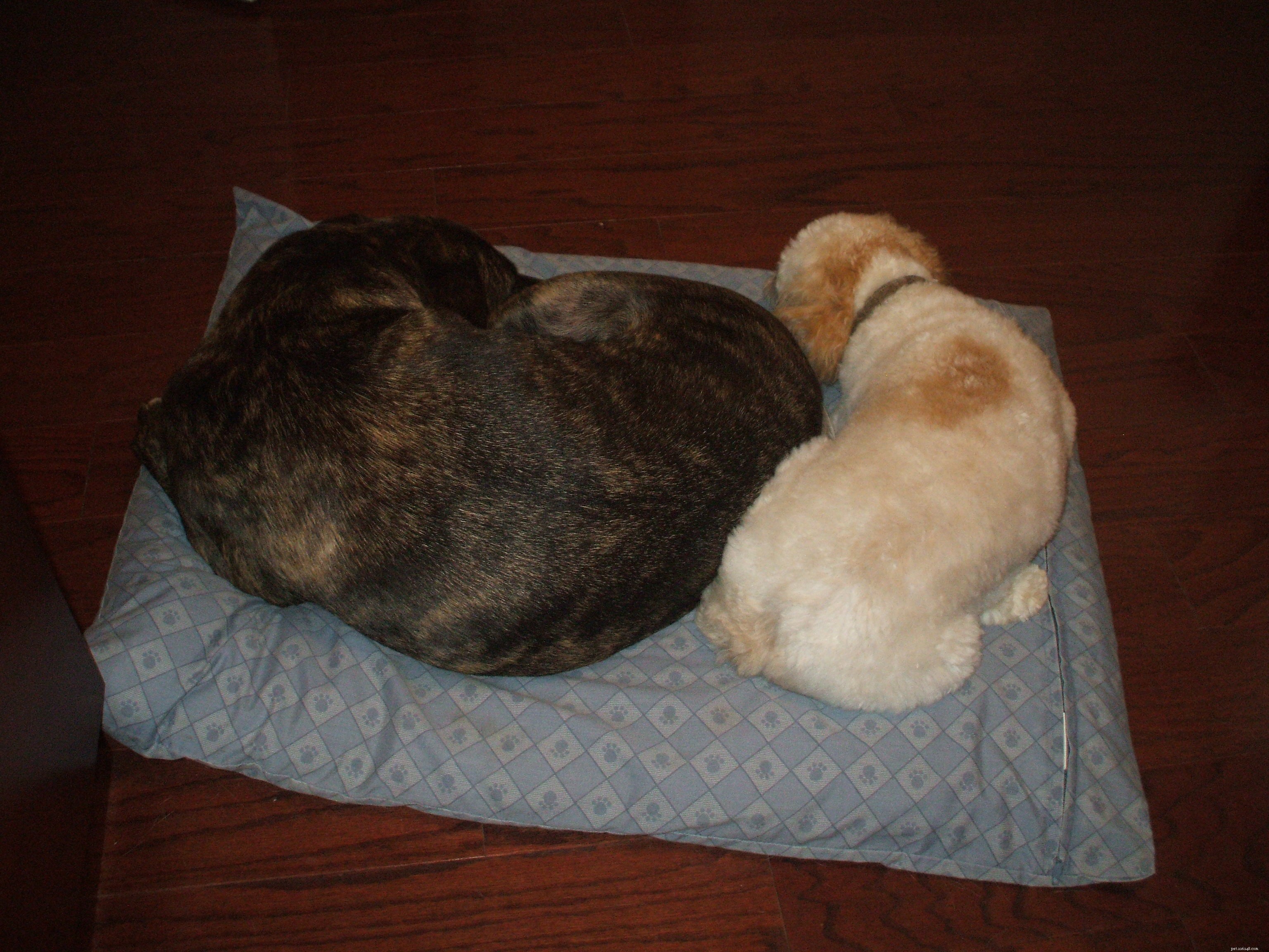 Caring for Otto: A Week of Dogsitting Adventures