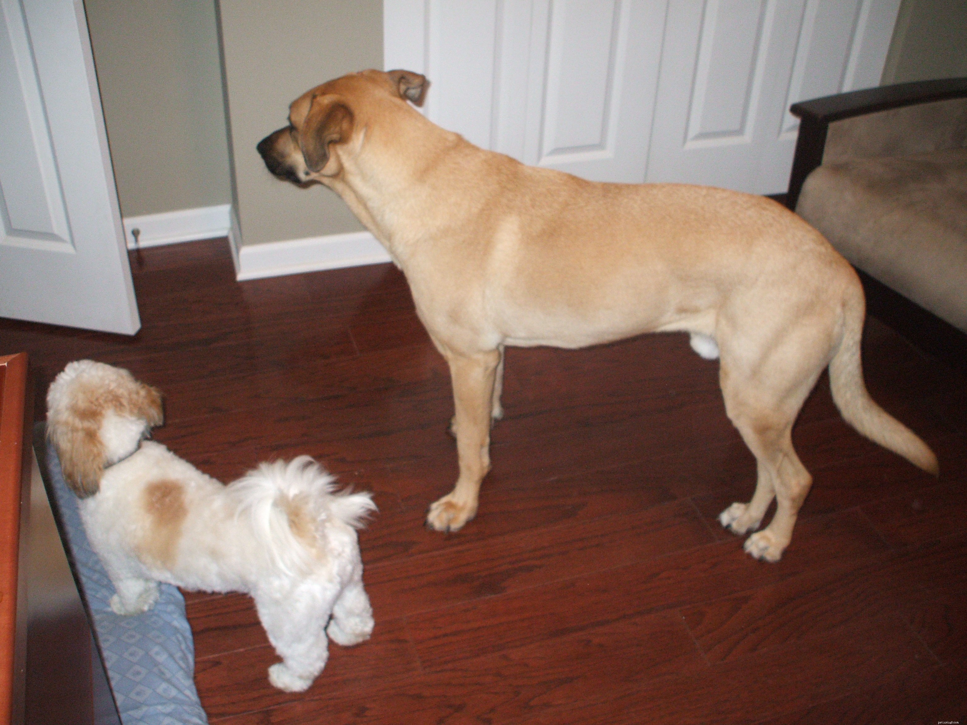 Caring for Otto: A Week of Dogsitting Adventures