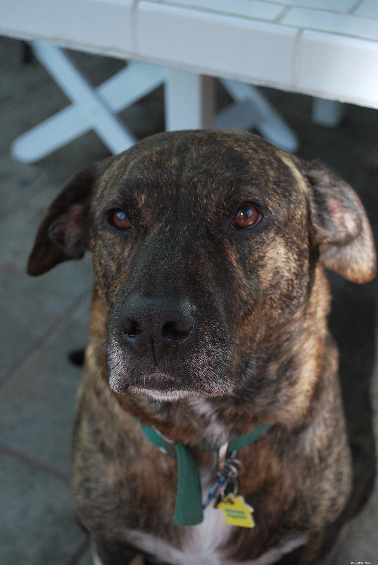 Meet Emmett: The Therapy Dog Changing Lives