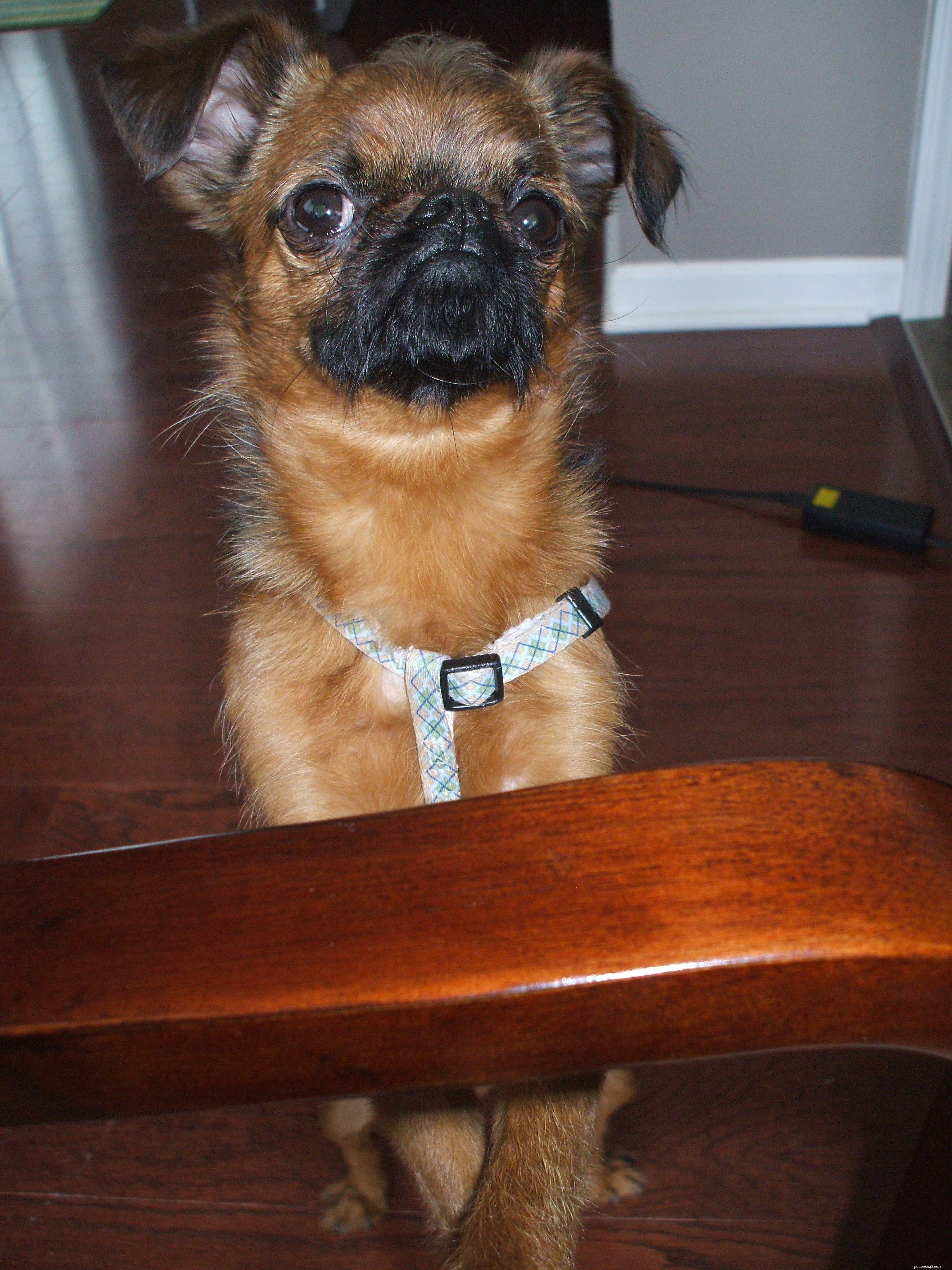 Tiny Dog Care & Guest Blogging Insights: A Practical Guide