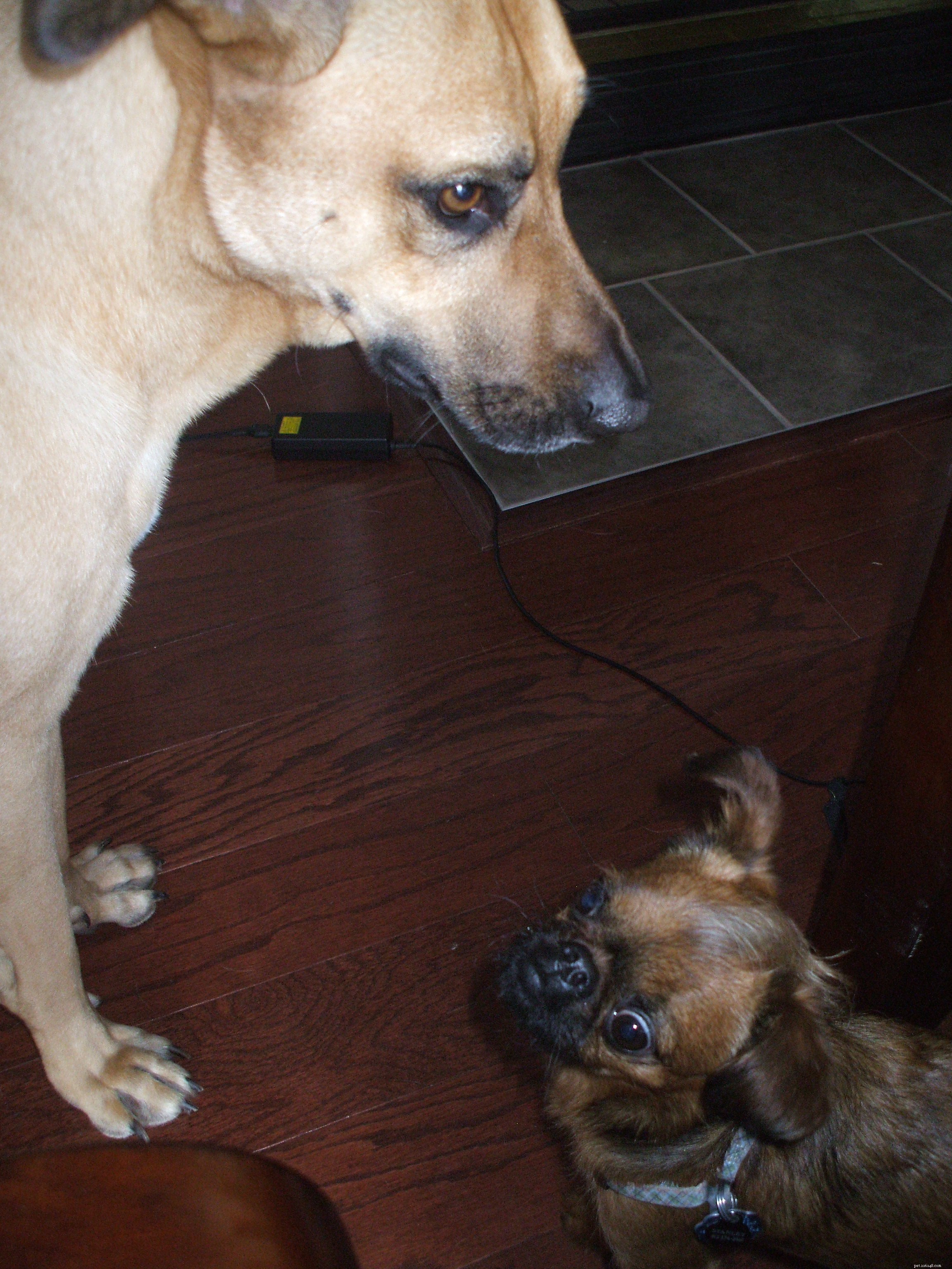Tiny Dog Care & Guest Blogging Insights: A Practical Guide