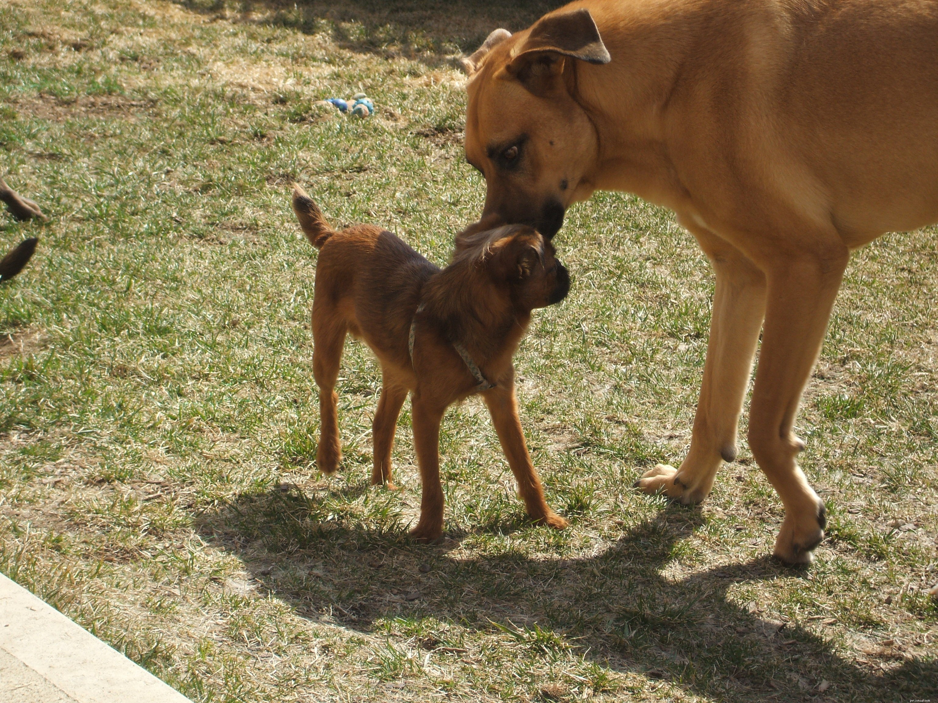 Tiny Dog Care & Guest Blogging Insights: A Practical Guide