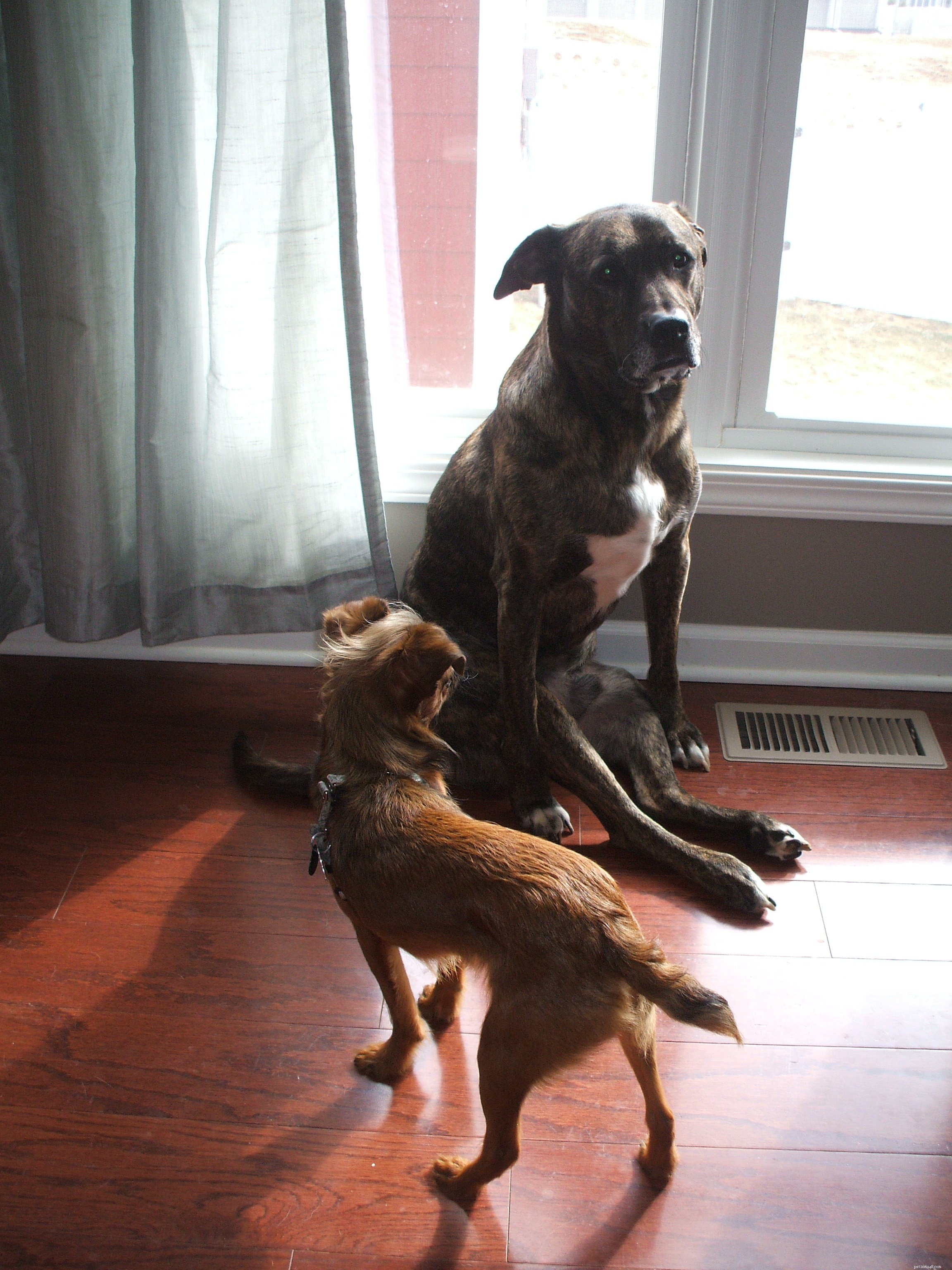 Tiny Dog Care & Guest Blogging Insights: A Practical Guide