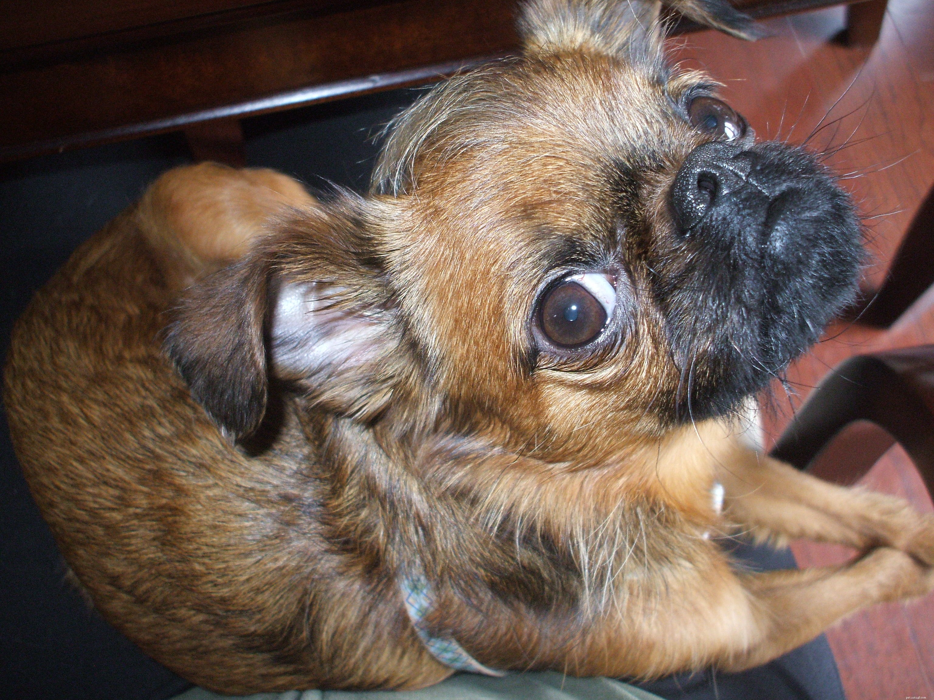 Tiny Dog Care & Guest Blogging Insights: A Practical Guide