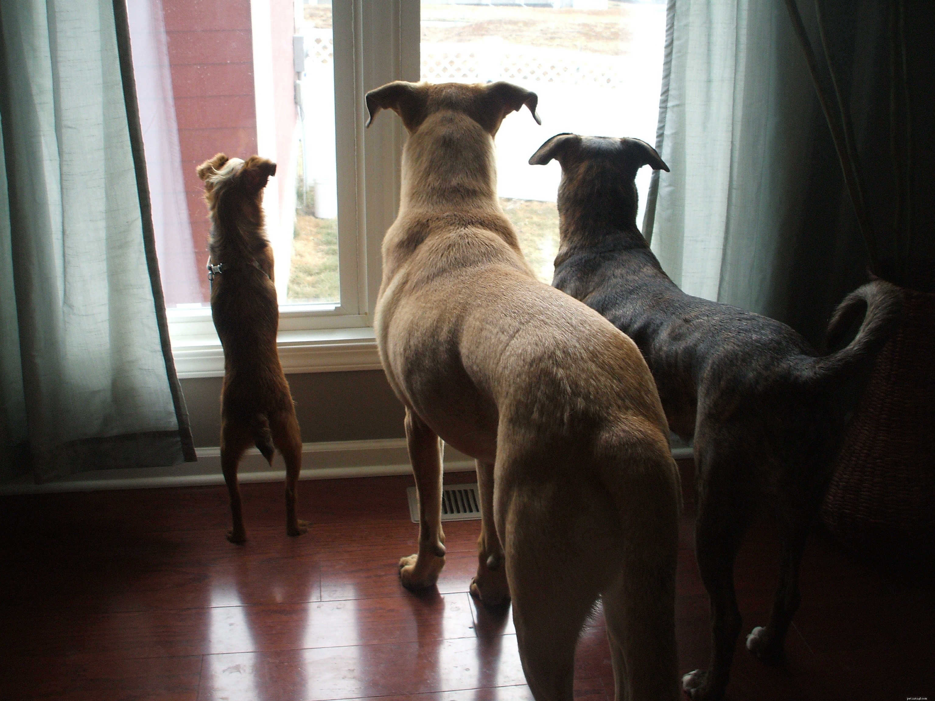 Tiny Dog Care & Guest Blogging Insights: A Practical Guide