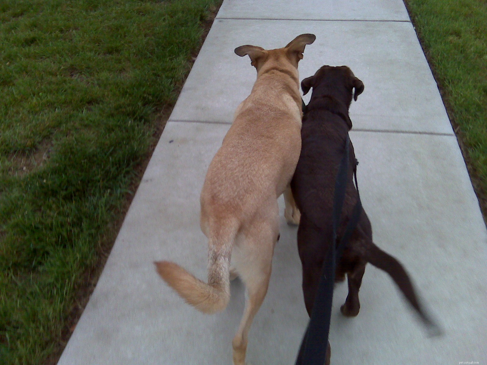 City Dogs vs. Suburban Dogs: Which Environment Fosters Greater Happiness?