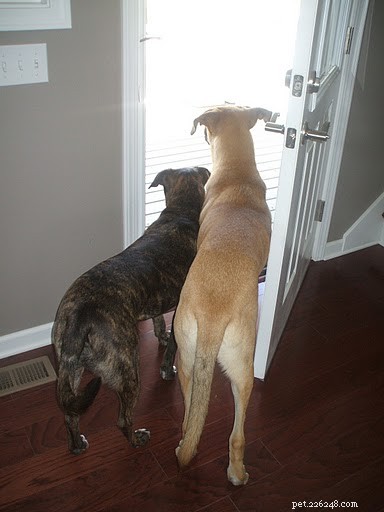 May Motivation: Set Fresh Training Goals for Your Dog