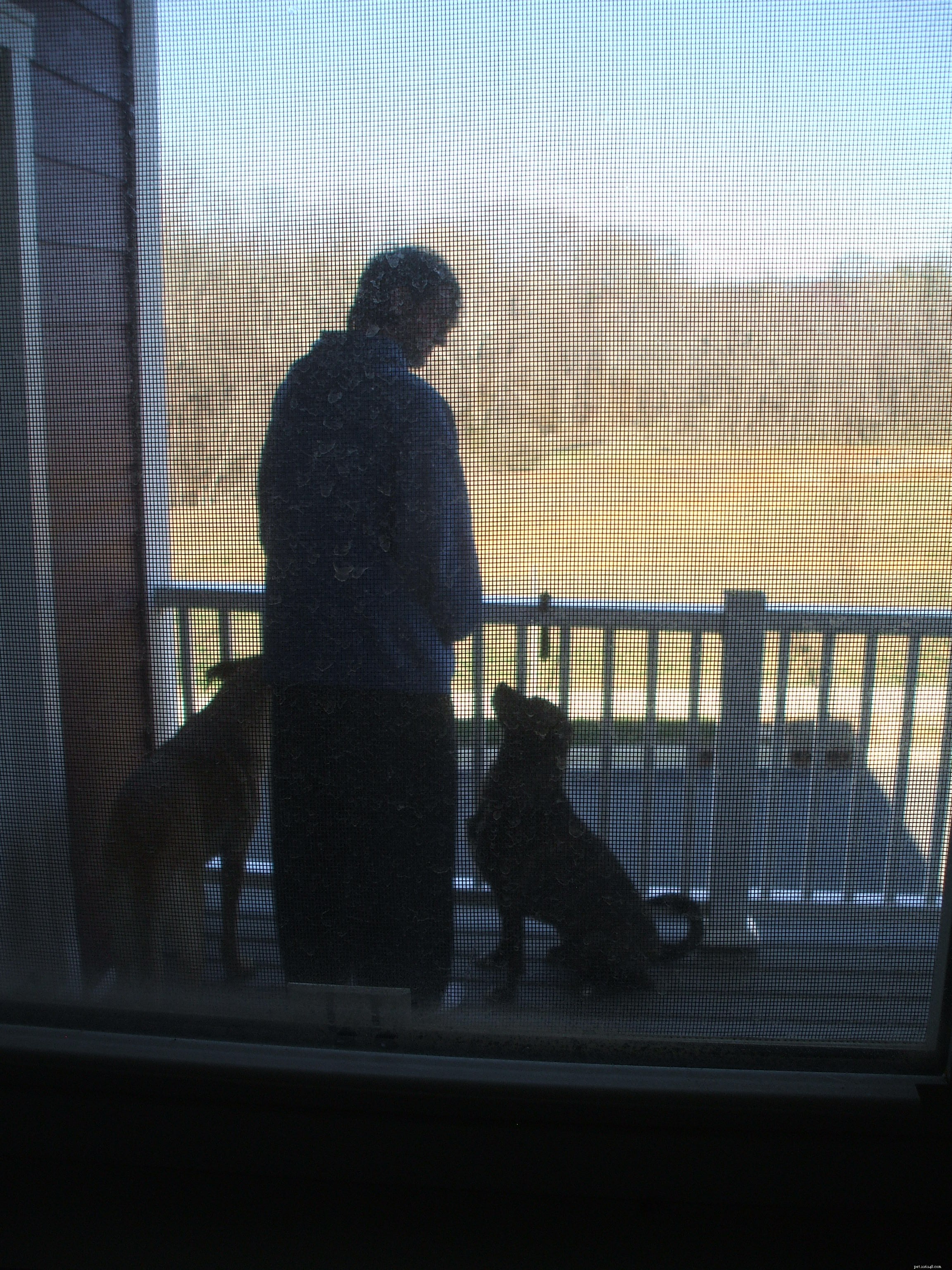 How to Spot and Seize Unexpected Dog Training Moments