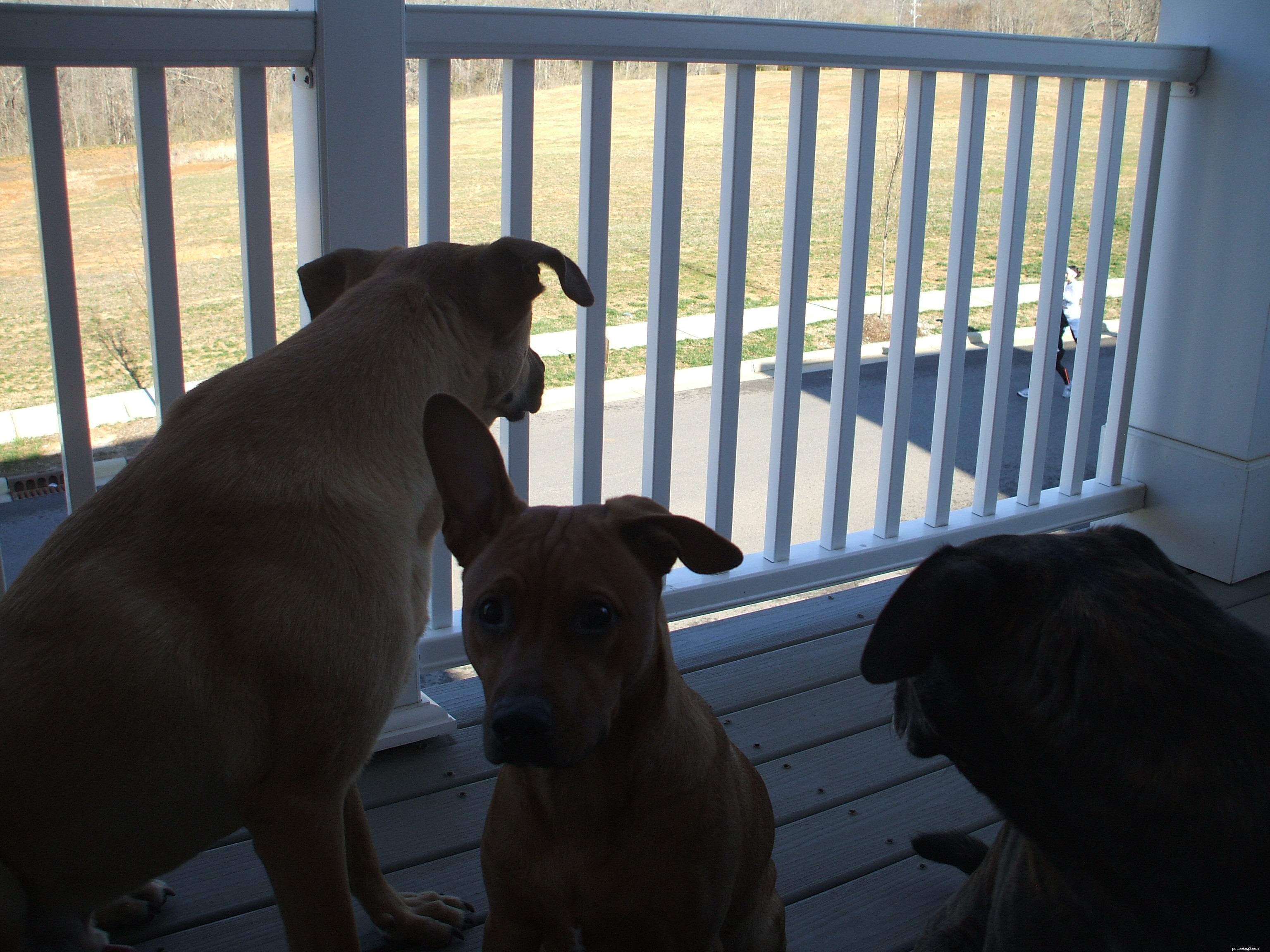 How to Spot and Seize Unexpected Dog Training Moments