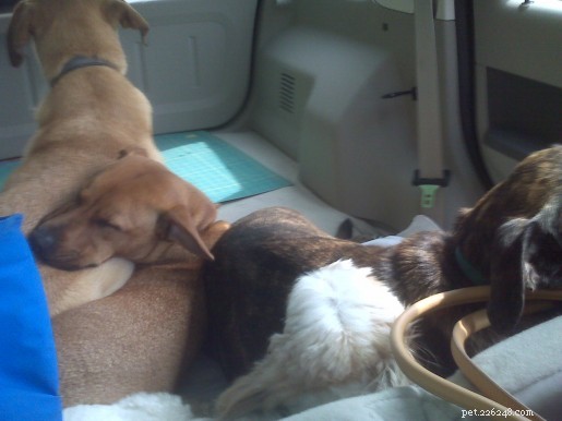 How to Make Car Rides Comfortable for Your Dog