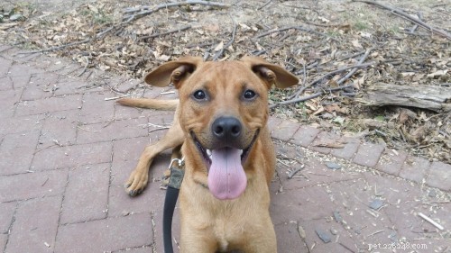 5 Powerful Reasons Why Dog Training Transforms Your Pet & Your Life