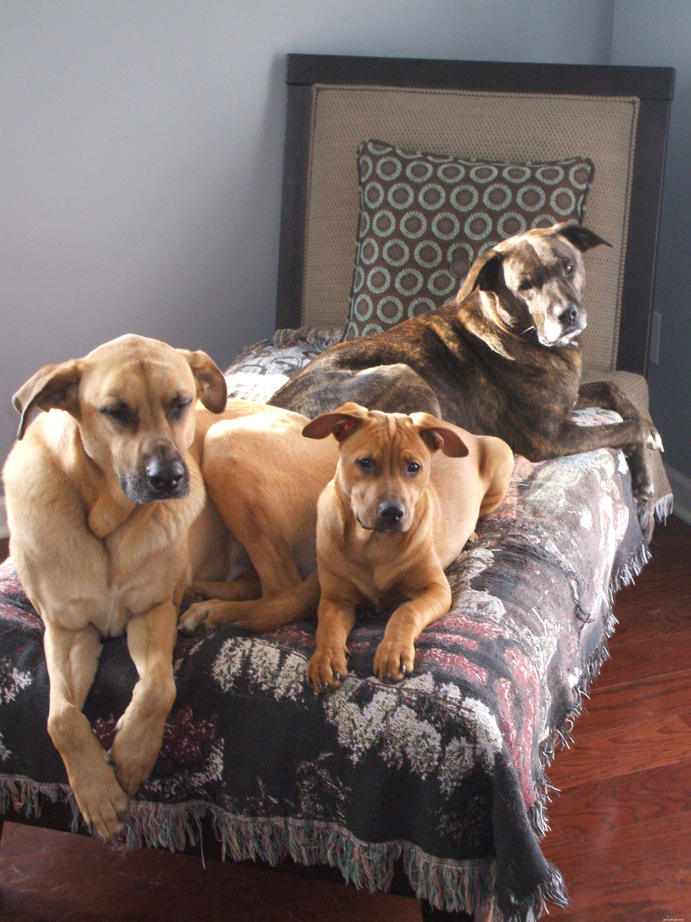 Reviewing Your 2011 Dog Training Goals: A Mid-Year Check-In