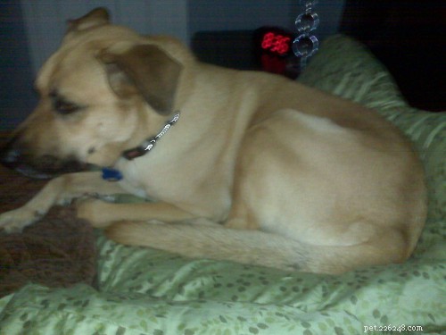 Do Dogs Learn Through Observation? Exploring Mirror Neurons in Canines