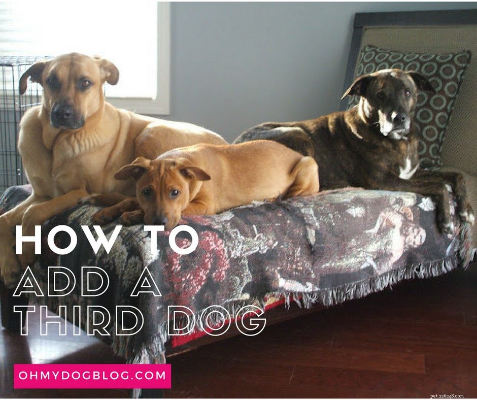 How to Successfully Add a Third Dog to Your Household
