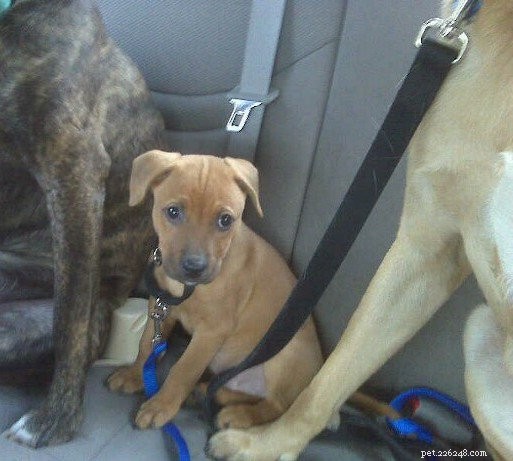 How to Successfully Add a Third Dog to Your Household