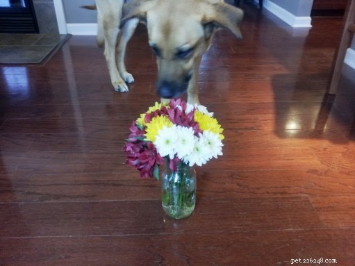 Using Scent to Help Dogs Overcome Fears