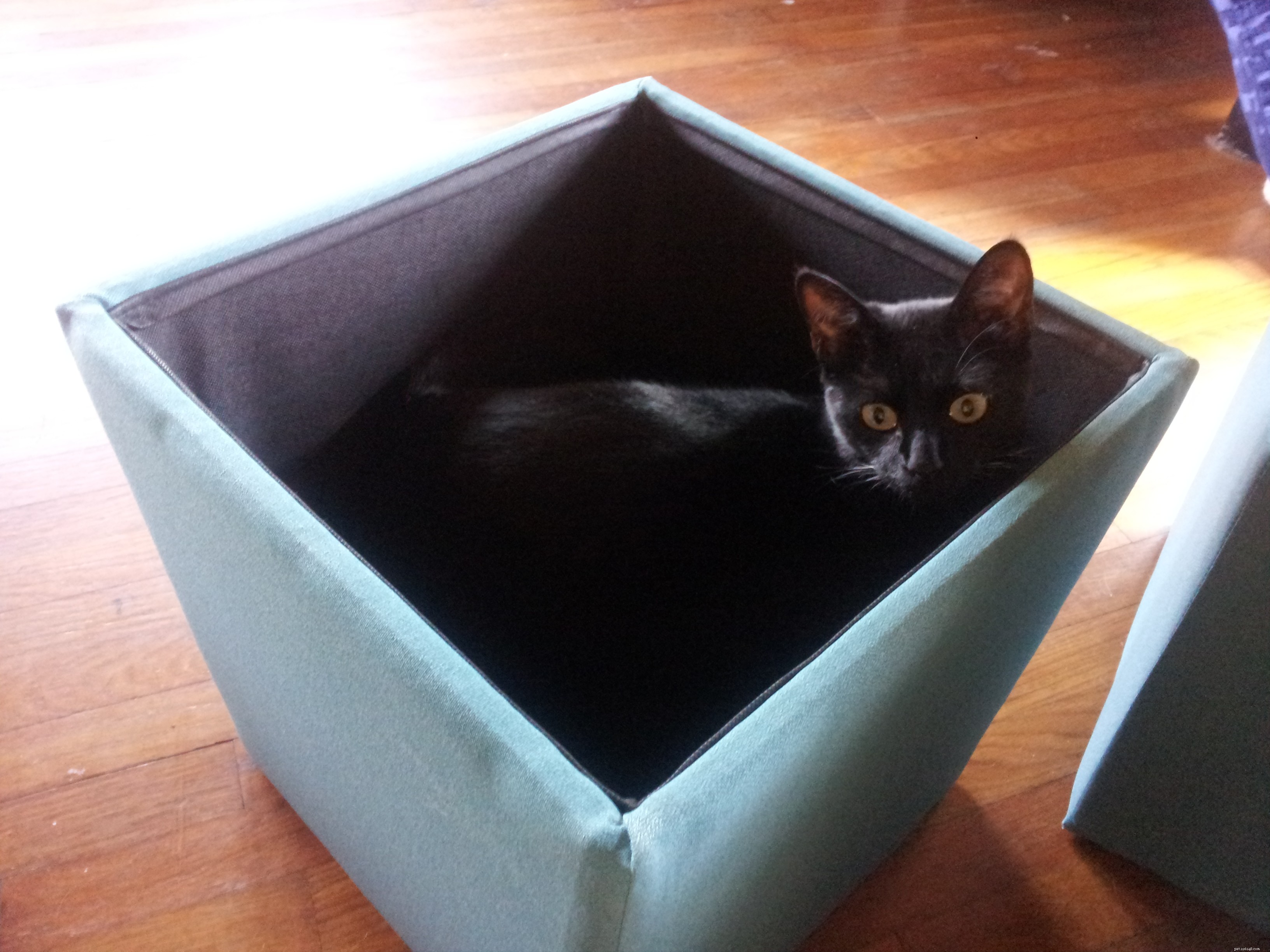 The Newt Plan: Successfully Introducing Dogs and Cats to a New Household