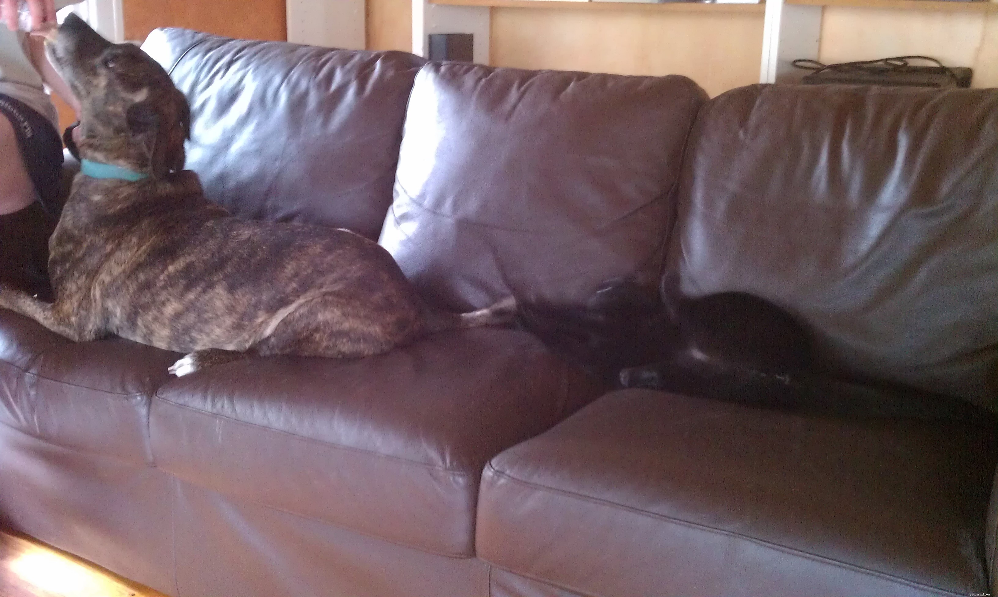 The Newt Plan: Successfully Introducing Dogs and Cats to a New Household