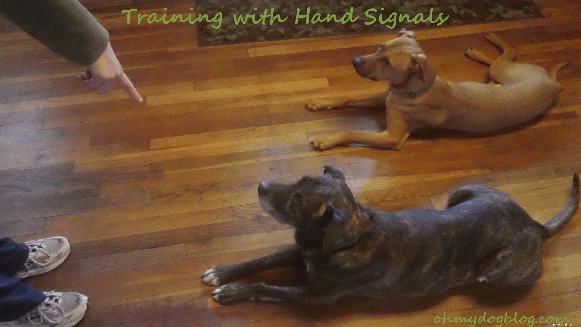 Mastering the Signals Game: A Parent-Child Guide to Hand Communication