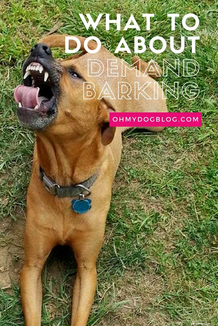 4 Proven Steps to Stop Demand Barking in Dogs