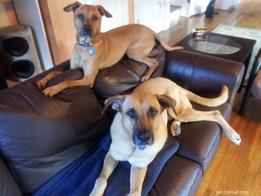 Reviewing Your 2014 Dog Training Goals: Progress & Lessons Learned