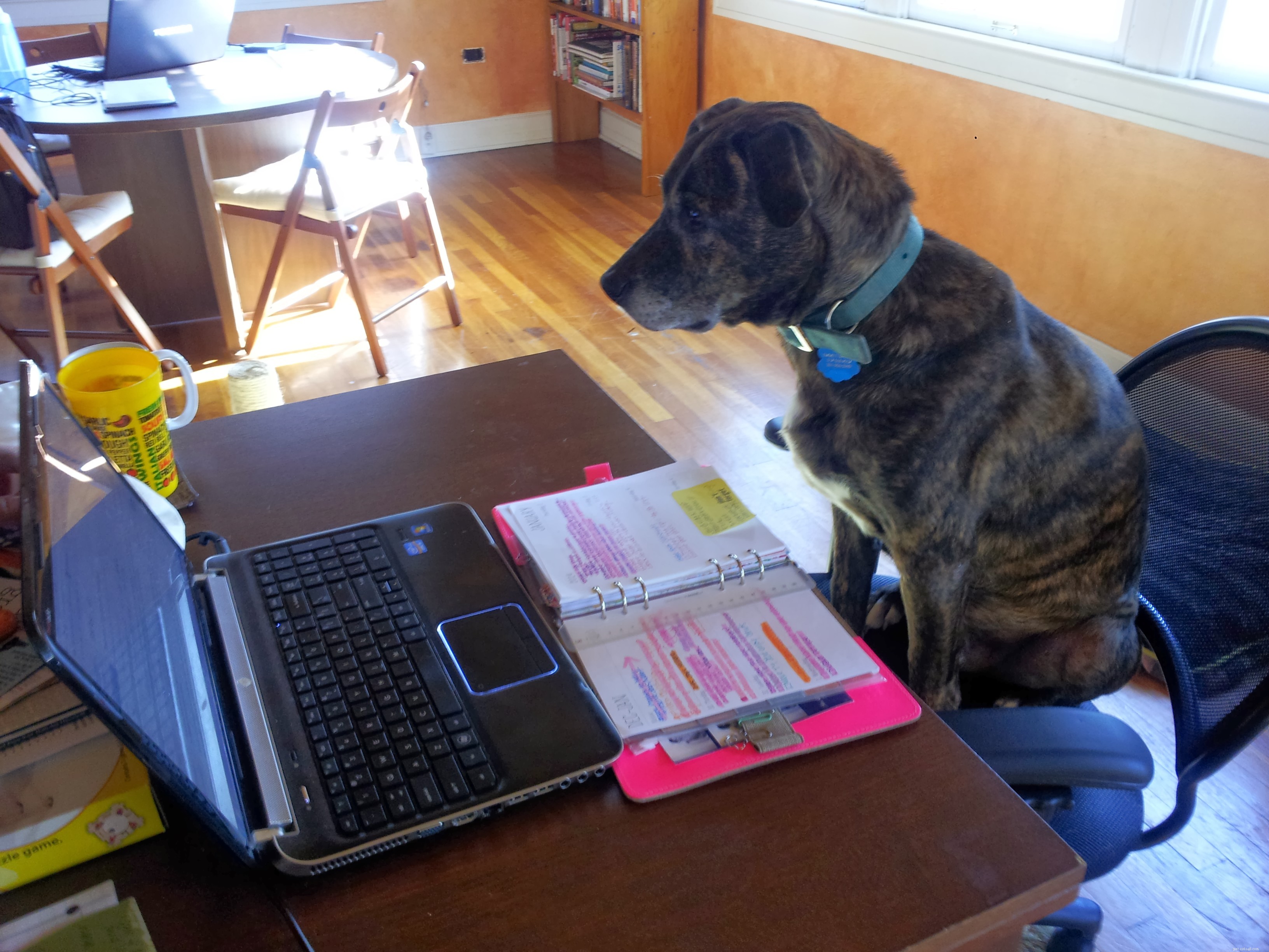 January Dog Training Challenge: Expert Tips & Daily Goals