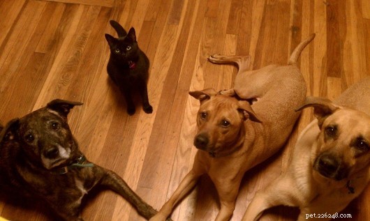 Strategic Goal Setting for Effective Dog Training