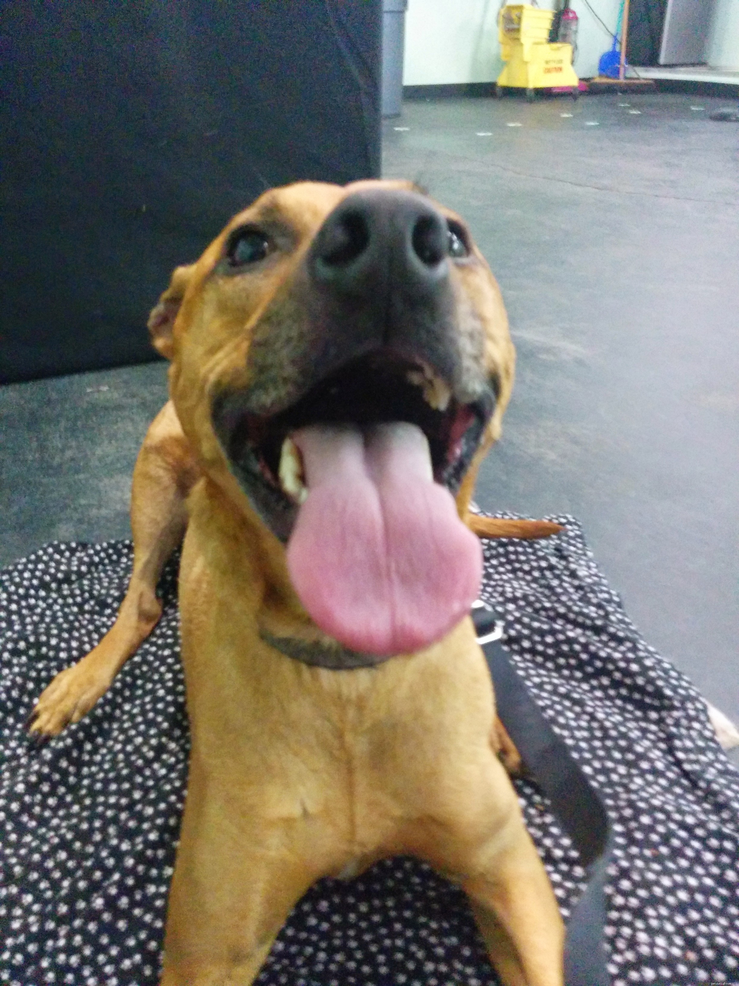 Discovering Insightful Lessons in Reactive Dog Training