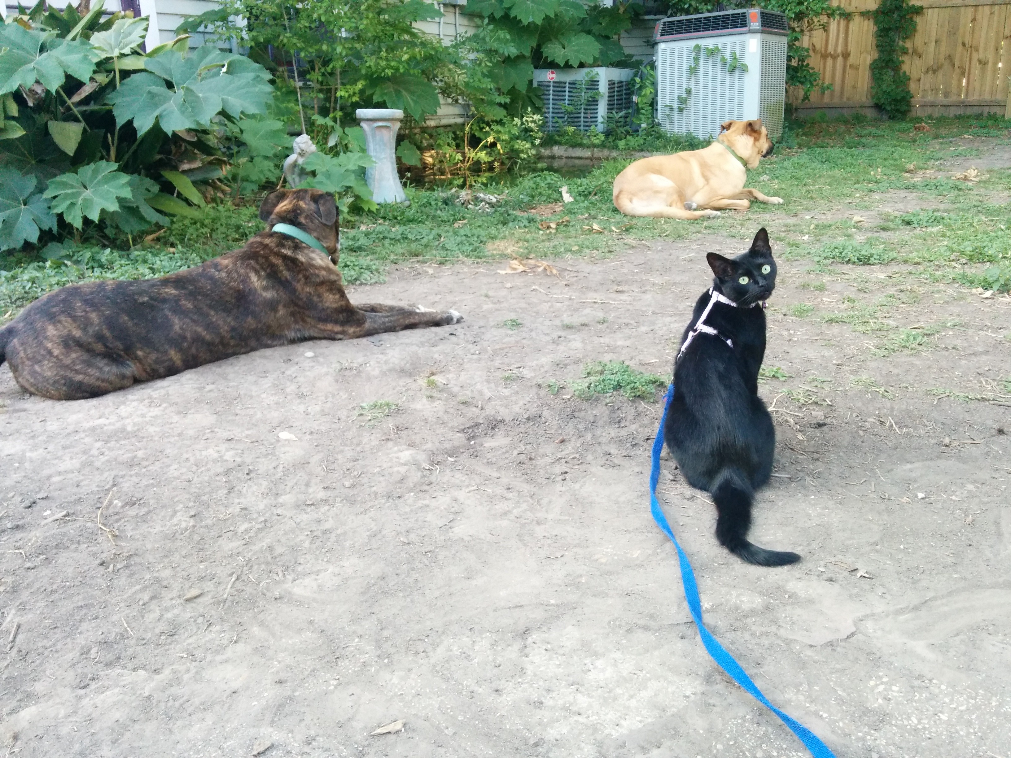 Positive Reinforcement Proven Effective: A Real-Life Success Story