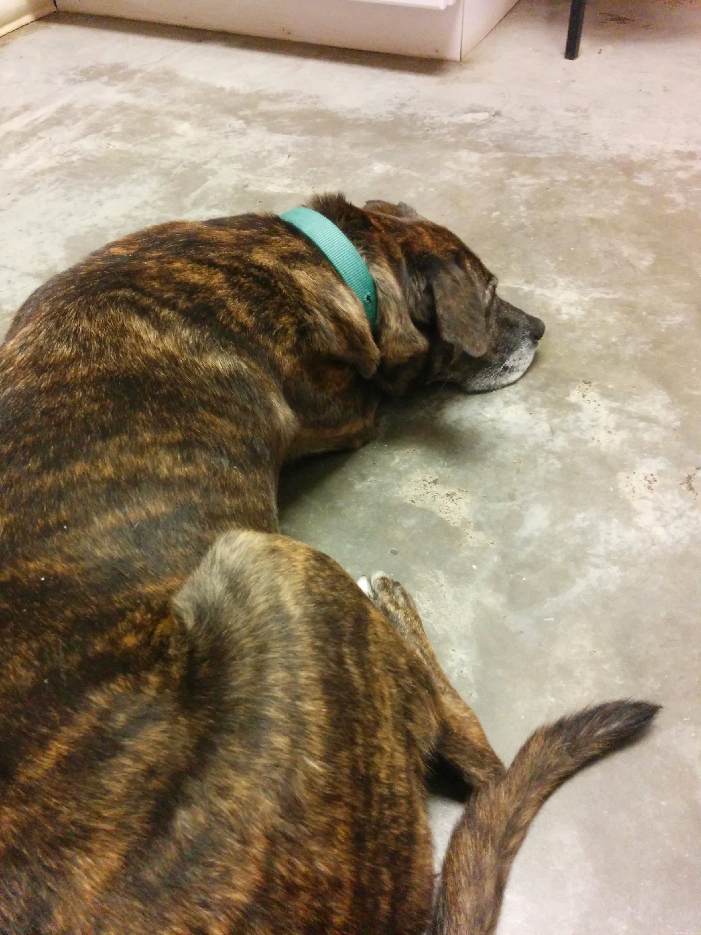 How One Treat Calmed Emmett During a Vet Visit