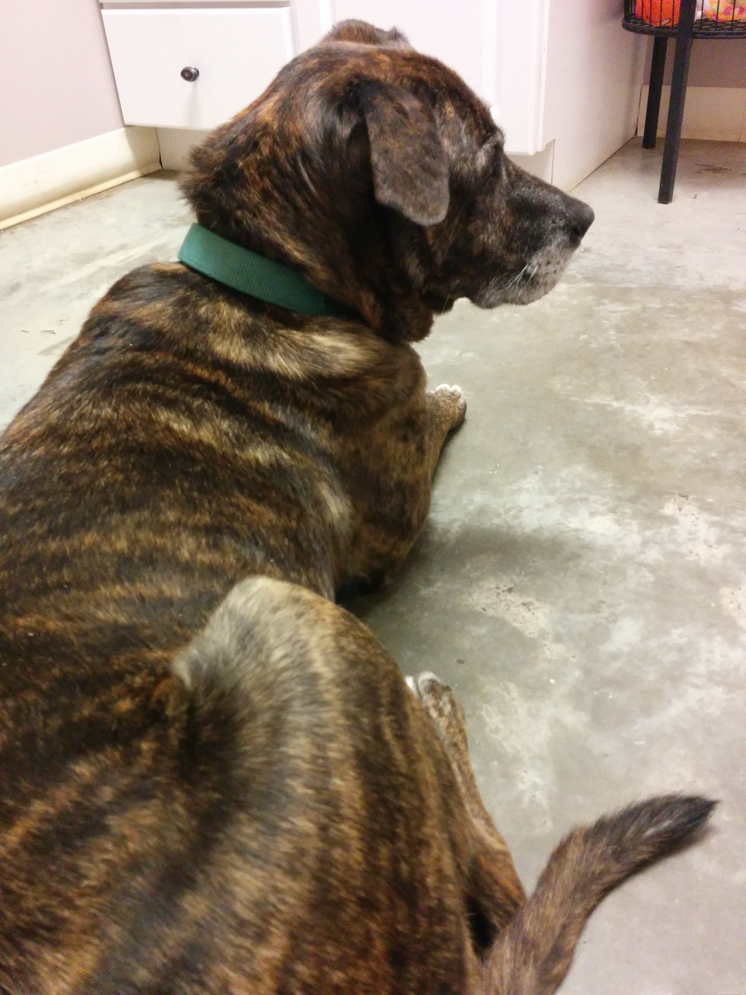 How One Treat Calmed Emmett During a Vet Visit