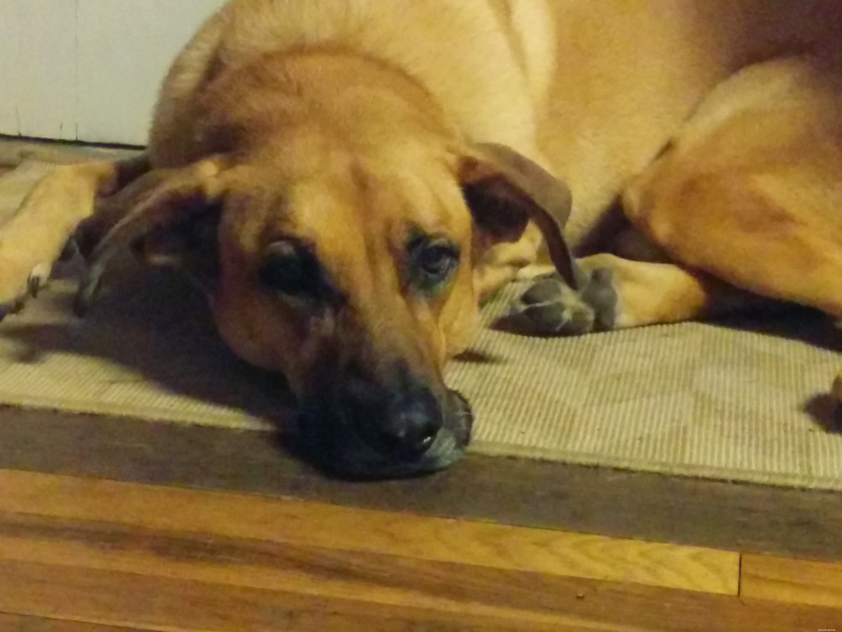 Meet Lucas: The Energetic Dog Making a Difference on WOOF Support Blog