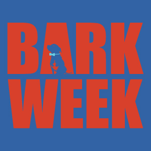 How to Calm Your Dog: Proven Tips to Stop Excessive Barking