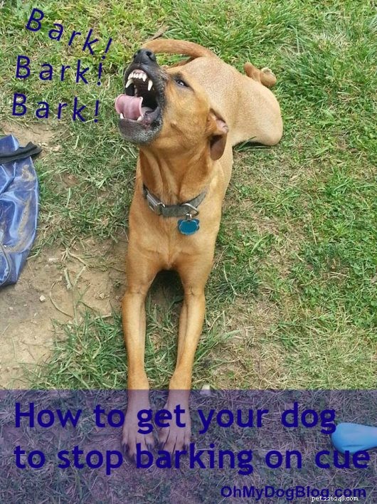 How to Calm Your Dog: Proven Tips to Stop Excessive Barking