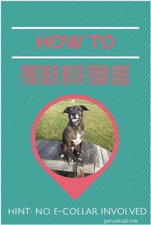 Building a Strong Partnership with Your Dog—Without Using E-Collars