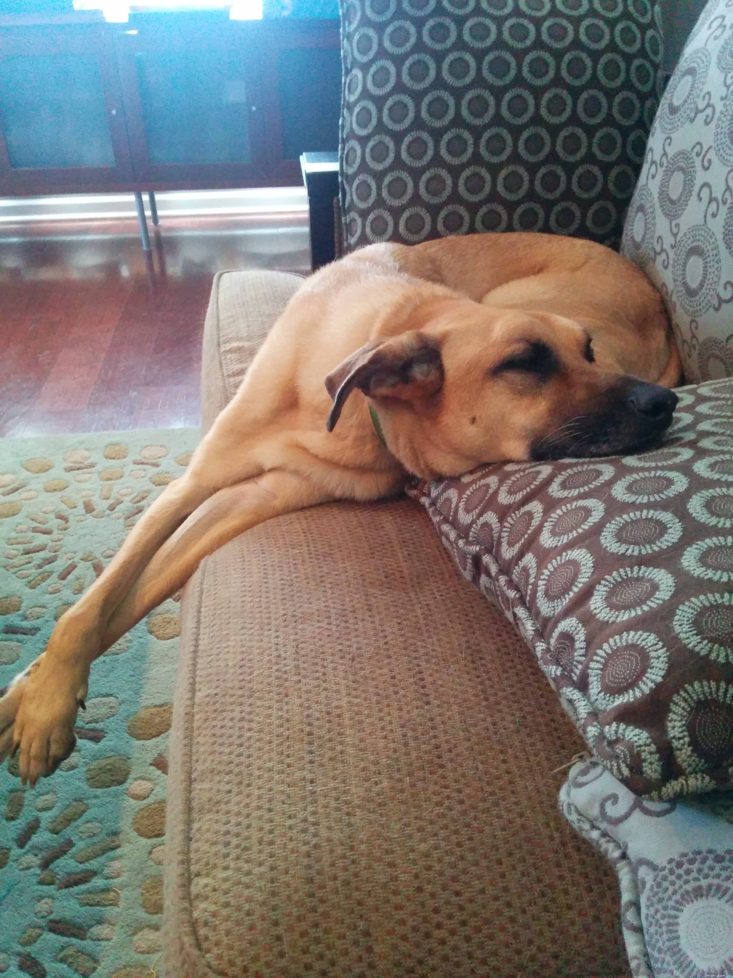 Cooper s Progress: A Success Story from His Second Reactive Dog Training Class