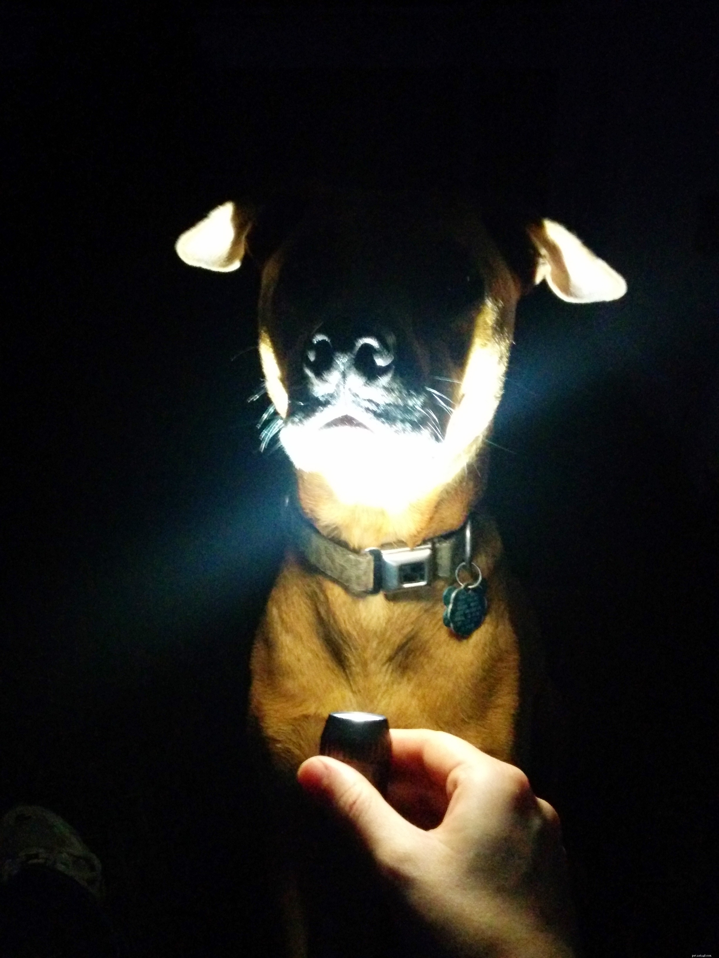 Cooper s Progress: A Success Story from His Second Reactive Dog Training Class